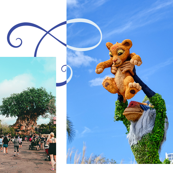Pictures of the lion king and animal kingdom